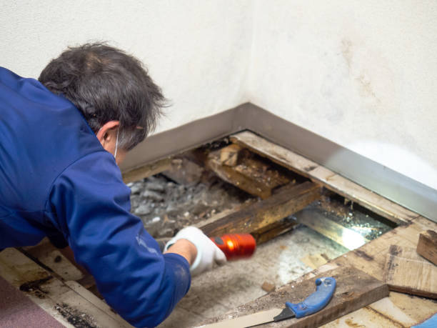 Best Localized Mold Remediation (e.g., coastal areas, humid climates) in Elmhurst, IL