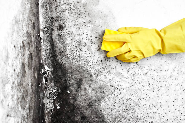 Best Black Mold Remediation in Elmhurst, IL