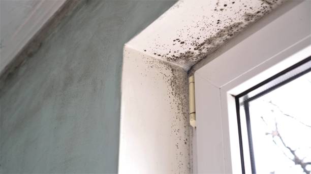 Best Mold Testing and Inspection Services in Elmhurst, IL