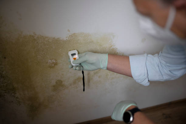 Best Bathroom Mold Remediation in Elmhurst, IL