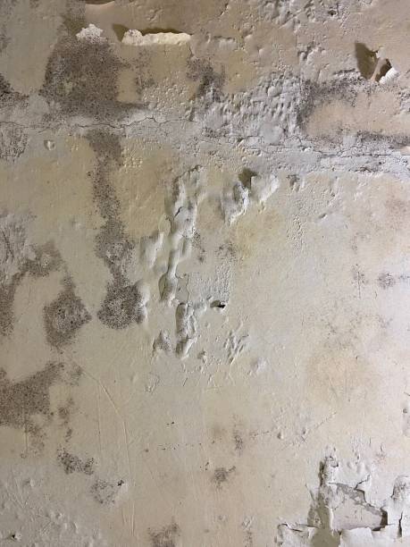 Best Post-Flood Mold Remediation in Elmhurst, IL