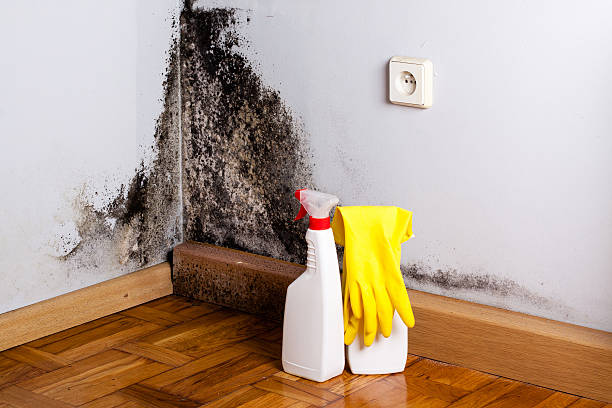 Best Emergency Mold Remediation in Elmhurst, IL