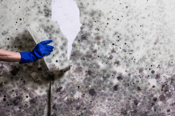 Professional Mold Remediation in Elmhurst, IL