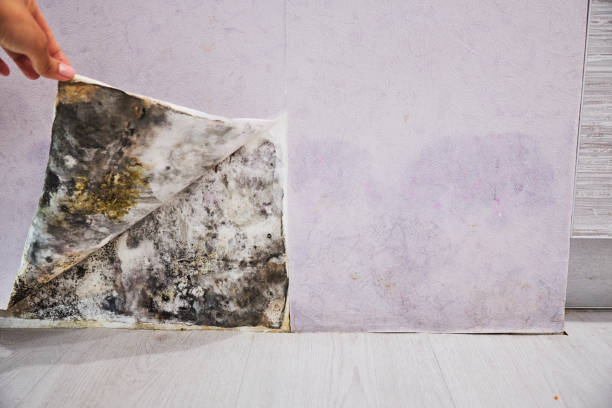 Best Residential Mold Remediation in Elmhurst, IL